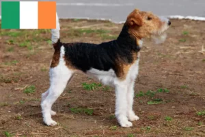 Read more about the article Hodowcy i szczenięta fox terrier w Irlandia