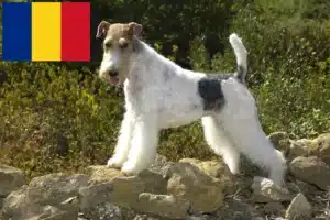 Read more about the article Hodowcy i szczenięta fox terrier w Rumunia