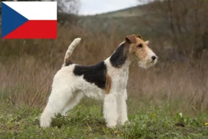 Read more about the article Hodowcy i szczenięta fox terrier w Czechy