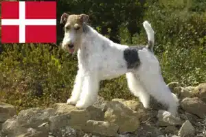 Read more about the article Hodowcy i szczenięta fox terrier w Dania