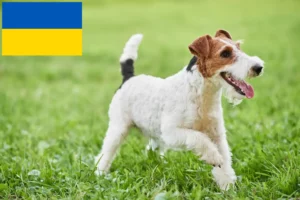 Read more about the article Hodowcy i szczenięta Fox terrier w Ukraina