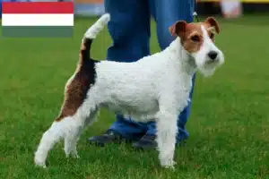 Read more about the article Hodowcy i szczenięta fox terrier w Węgry