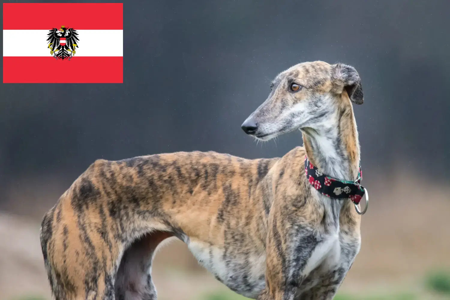 Read more about the article Galgo Espanol hodowcy i szczenięta w Austria