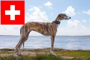 Read more about the article Galgo Espanol hodowcy i szczenięta w Szwajcaria