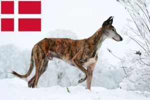 Read more about the article Galgo Espanol hodowcy i szczenięta w Dania