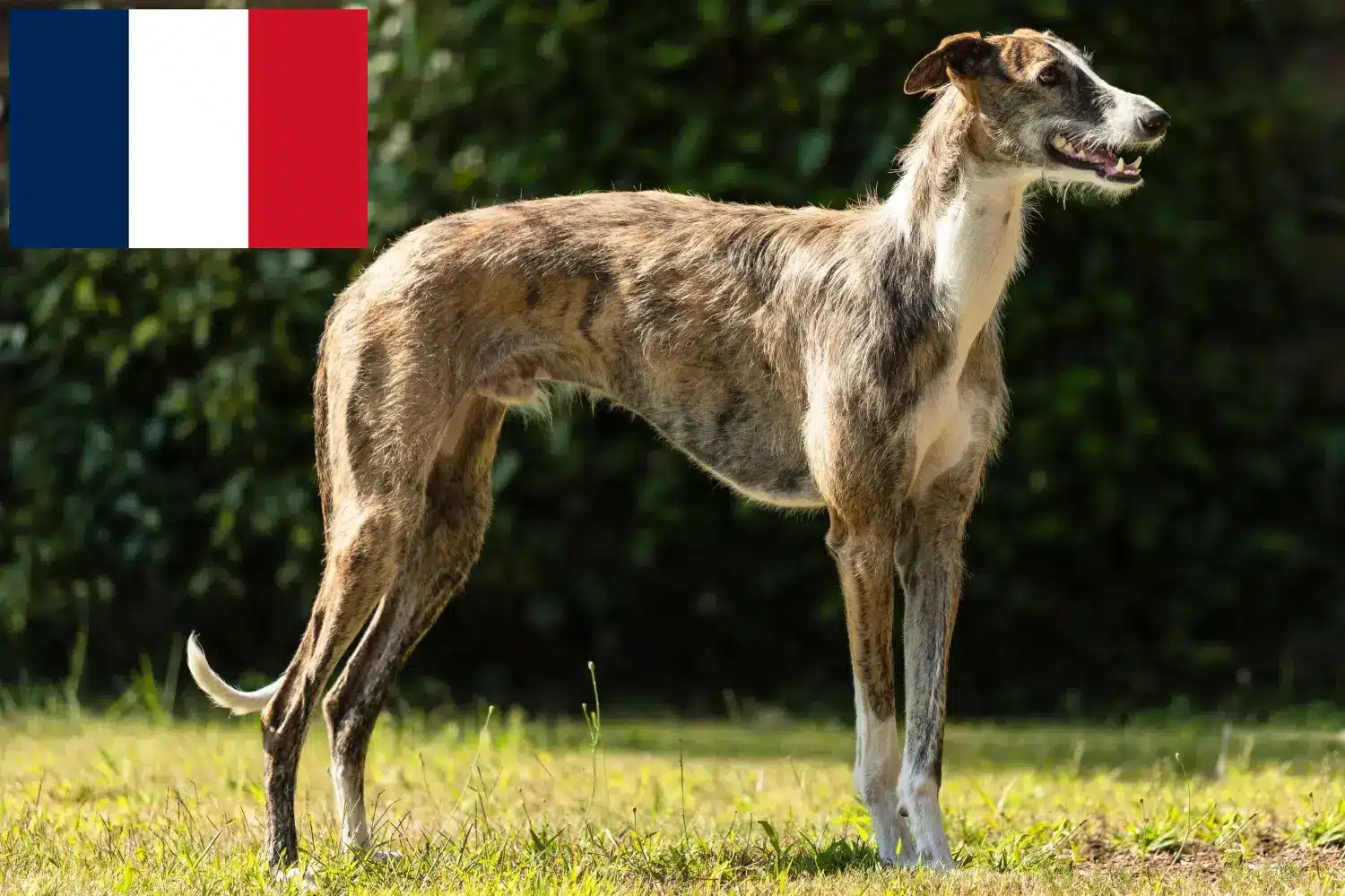 Read more about the article Galgo Espanol hodowcy i szczenięta w Francja