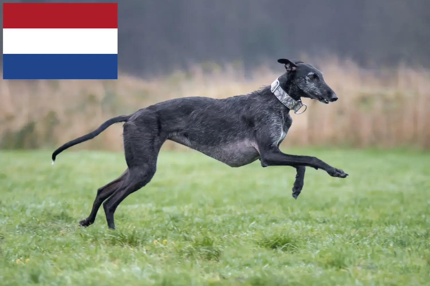 Read more about the article Galgo Espanol hodowcy i szczenięta w Holandia