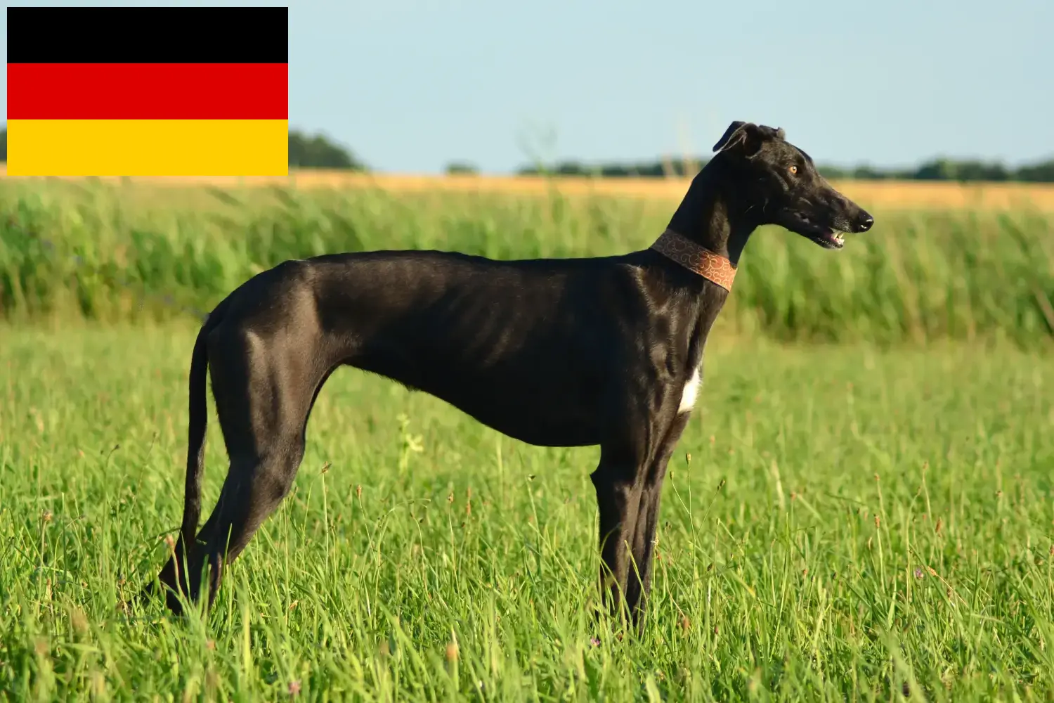 Read more about the article Galgo Espanol hodowcy i szczenięta w Niemcy