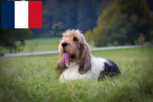 Read more about the article Grand Basset Griffon Vendéen hodowcy i szczenięta w Francja