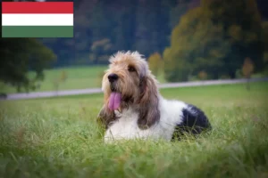 Read more about the article Grand Basset Griffon Vendéen hodowcy i szczenięta w Węgry