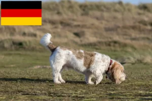 Read more about the article Grand Basset Griffon Vendéen hodowcy i szczenięta w Niemcy