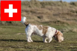 Read more about the article Grand Basset Griffon Vendéen hodowcy i szczenięta w Szwajcaria