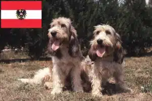 Read more about the article Grand Basset Griffon Vendéen hodowcy i szczenięta w Austria