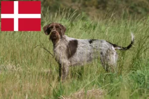 Read more about the article Griffon d’arrêt à poil dur Hodowca i szczenięta w Danii