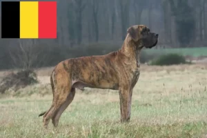 Read more about the article Hodowcy dog niemiecki i szczenięta w Belgia