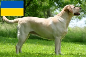 Read more about the article Hodowcy labradorów i szczenięta w Ukraina