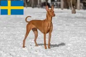 Read more about the article Hodowcy i szczenięta Pharaoh Hound w Szwecja