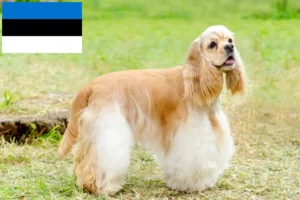 Read more about the article Hodowcy i szczenięta cocker spaniel amerykański w Estonia