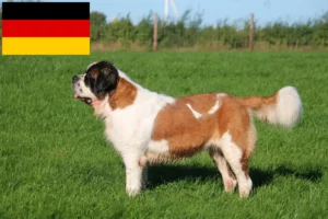 Read more about the article Hodowcy i szczenięta Saint Bernard w Niemcy