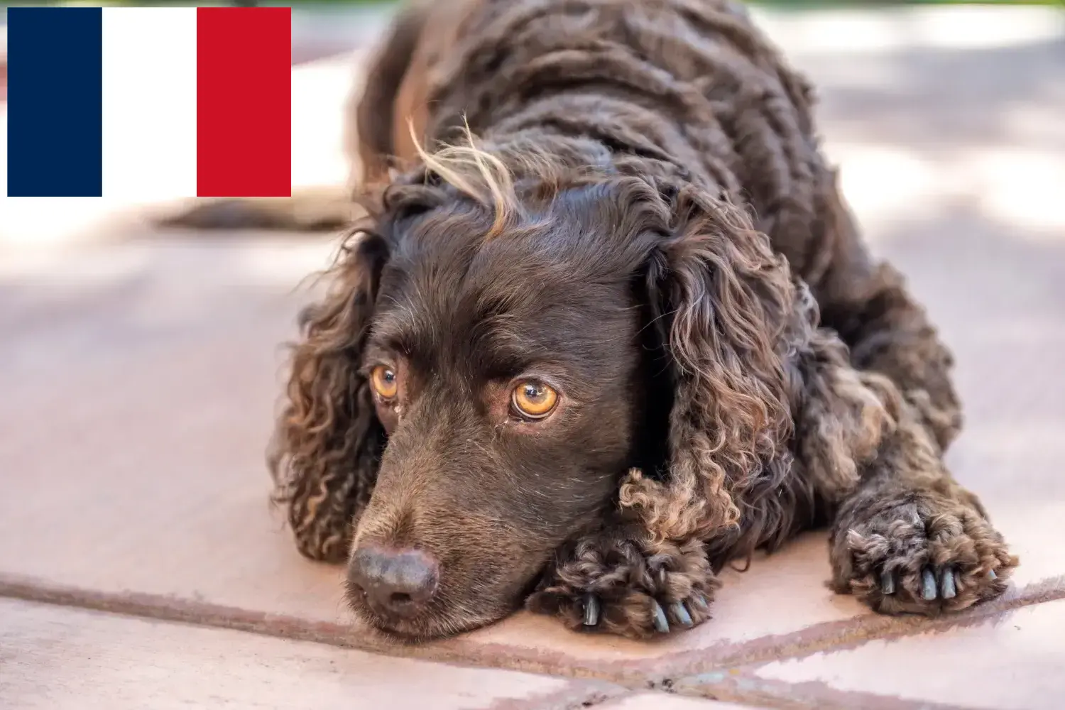 Read more about the article Amerykański spaniel wodny – hodowcy i szczenięta w Francja