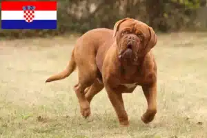 Read more about the article Hodowcy i szczenięta Dogue de Bordeaux w Chorwacja