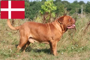 Read more about the article Hodowcy i szczenięta Dogue de Bordeaux w Dania