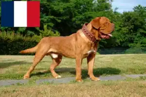 Read more about the article Hodowcy i szczenięta Dogue de Bordeaux w Francja