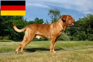 Read more about the article Hodowcy i szczenięta Dogue de Bordeaux w Niemcy