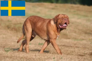 Read more about the article Hodowcy i szczenięta Dogue de Bordeaux w Szwecja