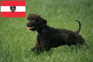 Read more about the article Hodowcy i szczenięta irlandzki spaniel wodny w Austria