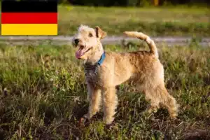 Read more about the article Hodowcy i szczenięta Lakeland terrier w Niemcy