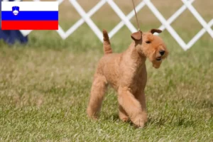 Read more about the article Hodowcy i szczenięta Lakeland terrier w Słowenia