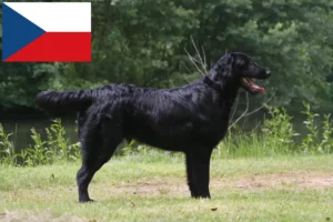 Read more about the article Hodowcy i szczenięta Flat coated retriever w Czechy