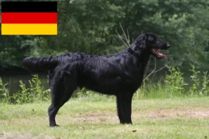 Read more about the article Hodowcy i szczenięta Flat Coated Retriever w Niemcy