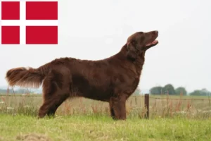 Read more about the article Hodowcy i szczenięta Flat Coated Retriever w Dania