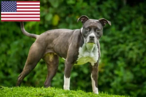 Read more about the article Hodowcy i szczenięta Staffordshire bull terrier w USA