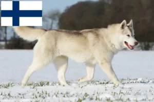 Read more about the article Hodowcy i szczenięta Husky w Finlandia