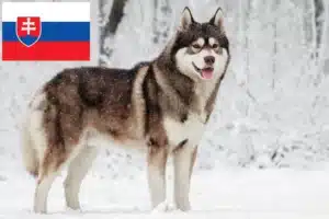 Read more about the article Hodowcy i szczenięta Husky w Słowacja