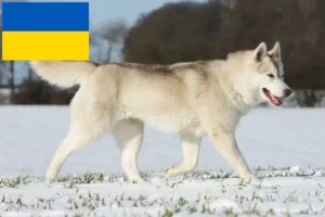 Read more about the article Hodowcy i szczenięta Husky w Ukraina