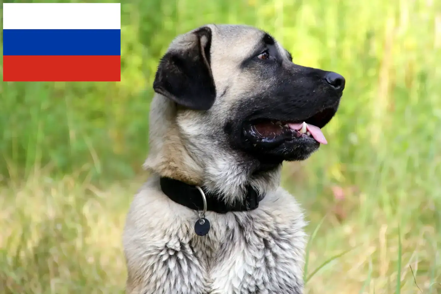 Read more about the article Kangal hodowcy i szczenięta w Rosja