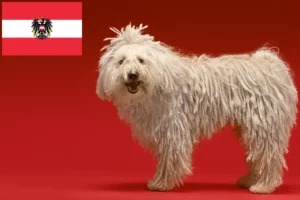 Read more about the article Hodowcy i szczenięta Komondor w Austria