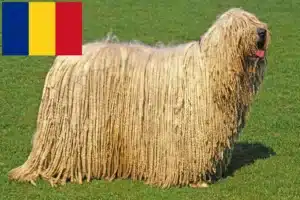 Read more about the article Hodowcy i szczenięta Komondor w Rumunia