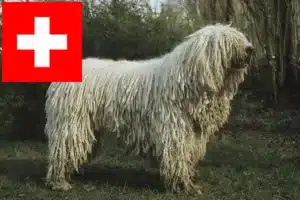 Read more about the article Hodowcy i szczenięta Komondor w Szwajcaria