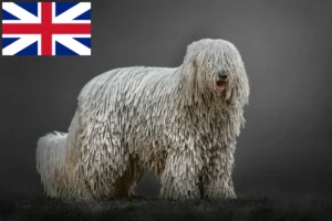 Read more about the article Hodowcy i szczenięta Komondor w Wielka Brytania