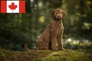 Read more about the article Hodowcy i szczenięta labradoodle w Kanada