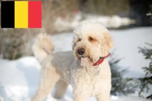 Read more about the article Hodowcy i szczenięta labradoodle w Belgia