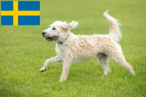 Read more about the article Hodowcy i szczenięta labradoodle w Szwecja