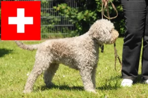 Read more about the article Lagotto romagnolo hodowcy i szczenięta w Szwajcaria