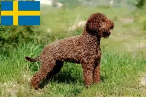 Read more about the article Hodowcy i szczenięta Lagotto romagnolo w Szwecja