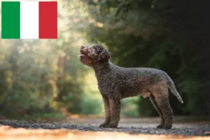 Read more about the article Lagotto romagnolo hodowcy i szczenięta w Włochy